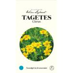 Tagetes Citrus - zaaigoed Wim Lybaert