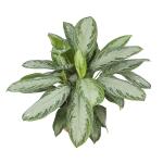 Aglaonema Silver Bay kamerplant - 70 cm