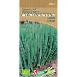 Ajuin bussel - Allium fistulosum BIO