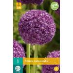 Allium Ambassador - grootbloemig (1 stuks)