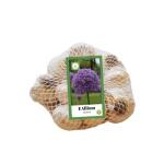 Allium Gladiator - netje (8 stuks)