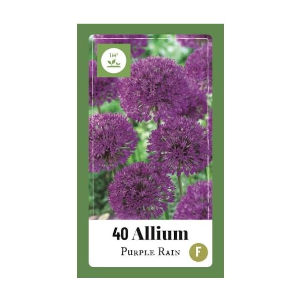 Allium Purple Rain - 1 m²