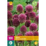 Allium sphaerocephalon sierui - 100 stuks (100 stuks)