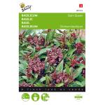 Basilicum Siam Queen - Ocimum basilicum