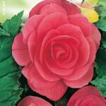 Begonia dubbel roze