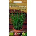 Bieslook fijn - Allium schoenoprasum - BIO