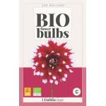 Bio dahlia 'Duet' - bio flowerbulbs