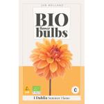 Bio Dahlia 'Summer Flame' - bio flowerbulbs