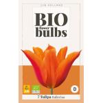 Bio Tulipa Ballerina - leliebloemig