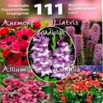 111 Bloembollen mix roze wit en paars (Nuance)