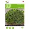 Boerenkool Westlandse Herfst - Brassica oleracea