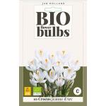 Crocus Jeanne D'Arc - bio flowerbulbs (10 stuks)