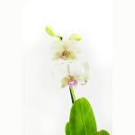 Dendrobium Sa-nook Snow Jade - 55 cm