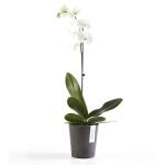 ECOPOTS Morinda orchideeënpot - antraciet Ø 14 cm