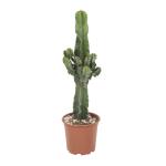 Euphorbia ingens - 70 cm