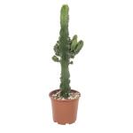 Euphorbia ingens - 70 cm
