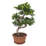 Ficus Gin Seng Bonsai - 70 cm