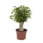 Ficus Natasja - 35 cm