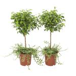Ficus Pumila - 65 cm