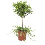 Ficus Pumila - 65 cm