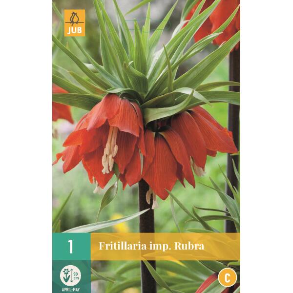  - Fritillaria imperialis Rubra