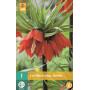 Fritillaria imperialis Rubra - keizerskroon rood