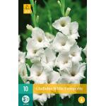 Gladiolus White Prosperity 12/14 (10 stuks)