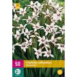 Gladiolus callianthus Murielae 6/8 (50 stuks)