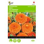 Goudsbloem Balls Orange - Calendula officinalis flore pleno