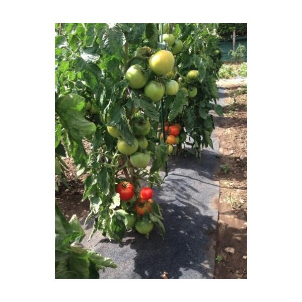 Gronddoek tomaten - 60 cm x 5 m