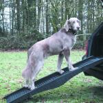 Hondenloopplank plooibaar ABS - 152 x 40 cm