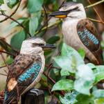 Houten vogel - Kookaburra ijsvogel in lindenhout - handgemaakt