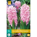 Hyacint Pink Surprise - hyacint roze (5 stuks)