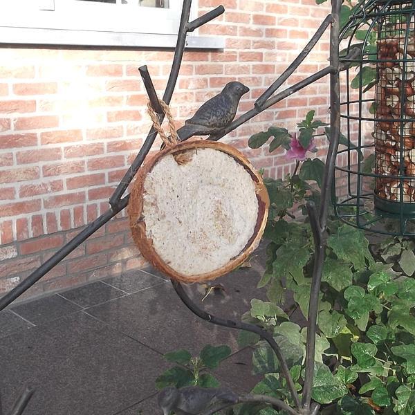 Kokosnoot half met vogelvoer