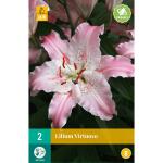 Lilium Virtuoso - Orientaalse lelies (2 stuks)