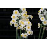 Narcis Avalanche