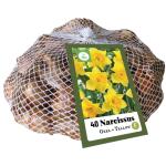 Narcissus grootkronig geel (40 stuks)