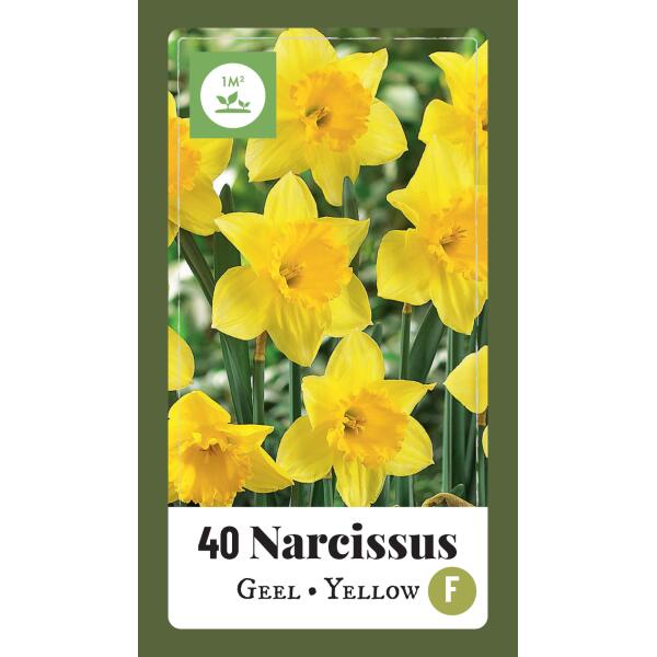 Narcissus grootkronig geel