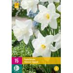 Narcissus Mount Hood - Trompet (15 stuks)