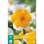 Narcissus Orangery - spleetkronig (5 stuks)