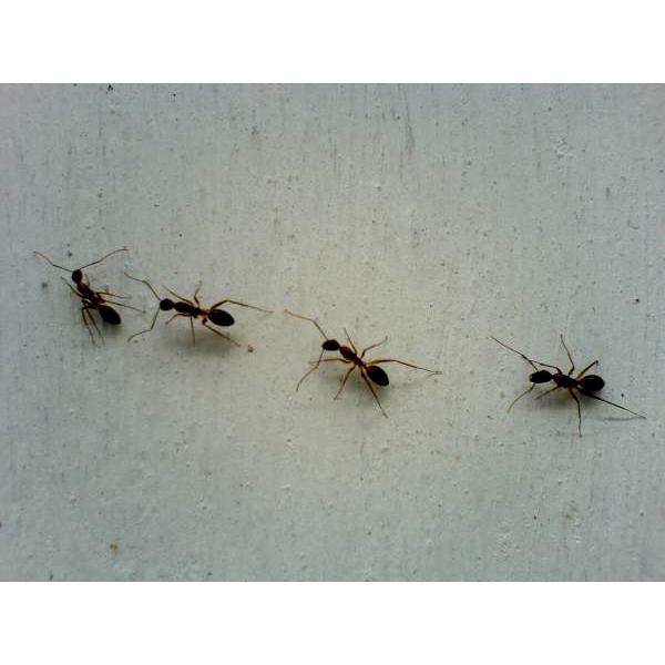  - Nematoden tegen mieren PREPAID