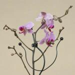 Orchideeënclips (10 stuks)