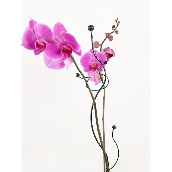  - Orchideeënsteun