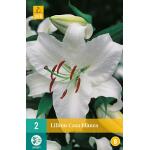 Lilium Casa Blanca - Orientaalse lelies