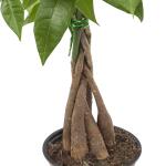 Pachira Aquatica kamerplant - 35 cm