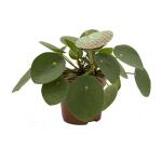 Pilea peperomioides - pannenkoekenplant - 15 cm