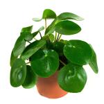 Peperomioides / Pannenkoekenplant - 22 cm