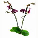Phalaenopsis Montreux - 60cm