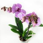 Phalaenopsis Sacramento - 60 cm