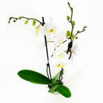 Phalaenopsis Springtime - 60 cm